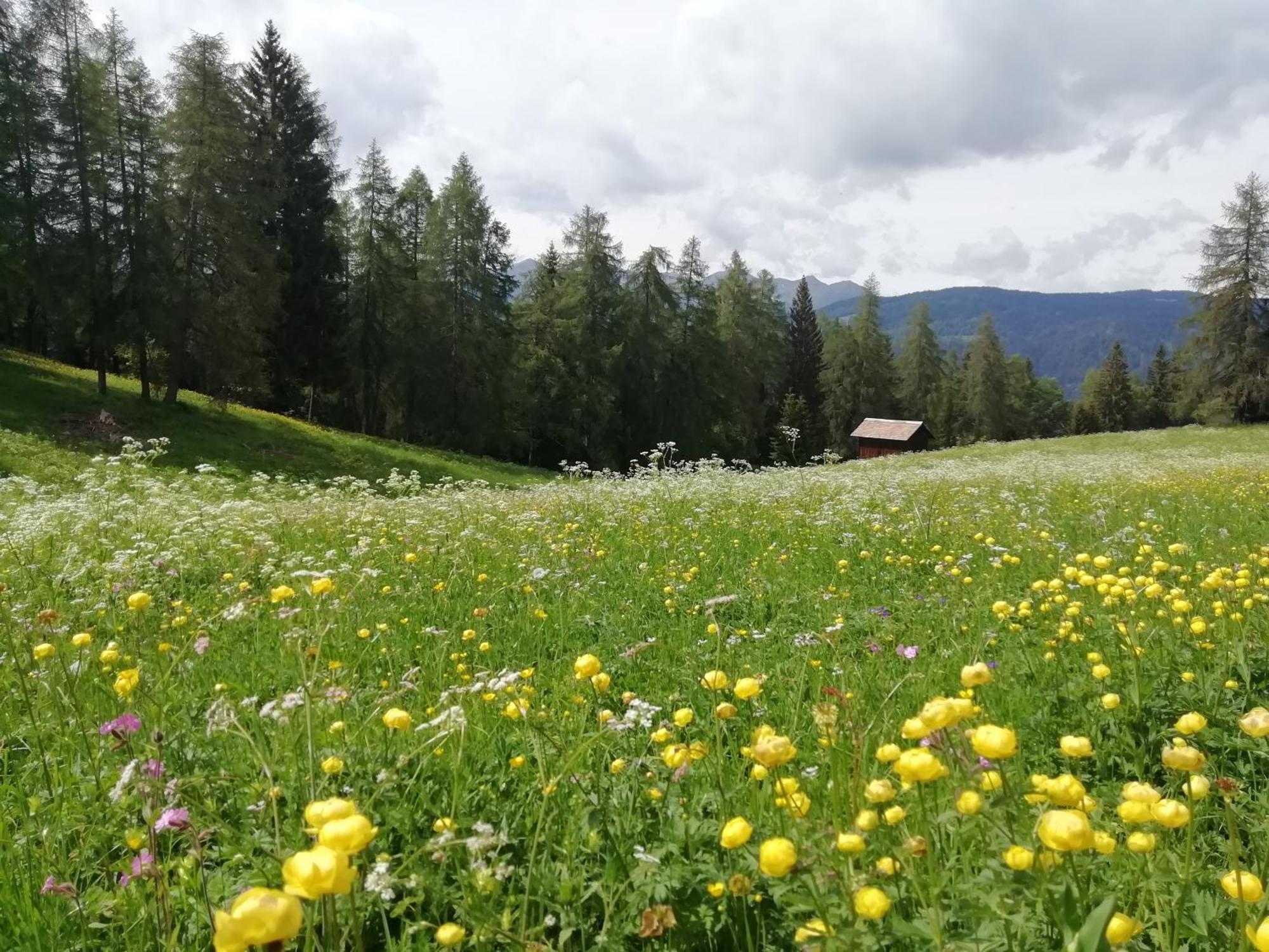 Horse House Bed & Breakfast Romallo Bagian luar foto