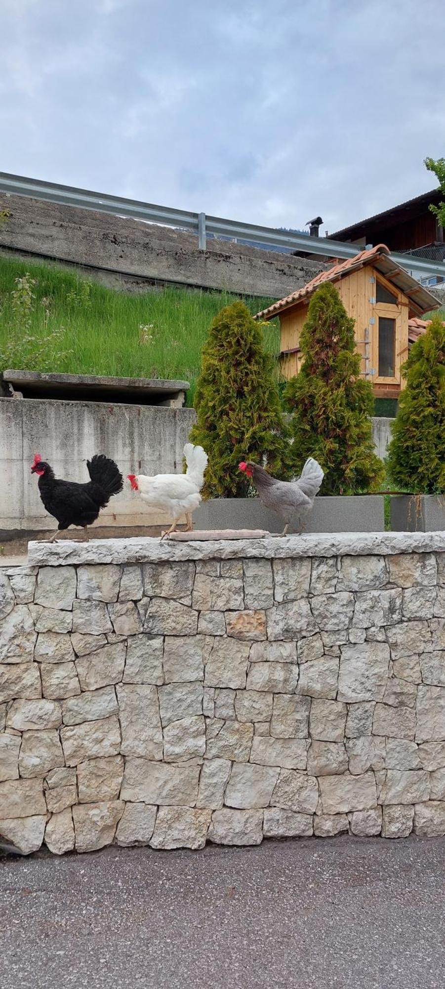 Horse House Bed & Breakfast Romallo Bagian luar foto
